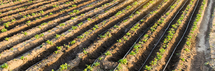 öntözőrendszer tervezés az új tendenciáknak megfelelően